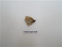 藏品(眼蝶科)的圖片